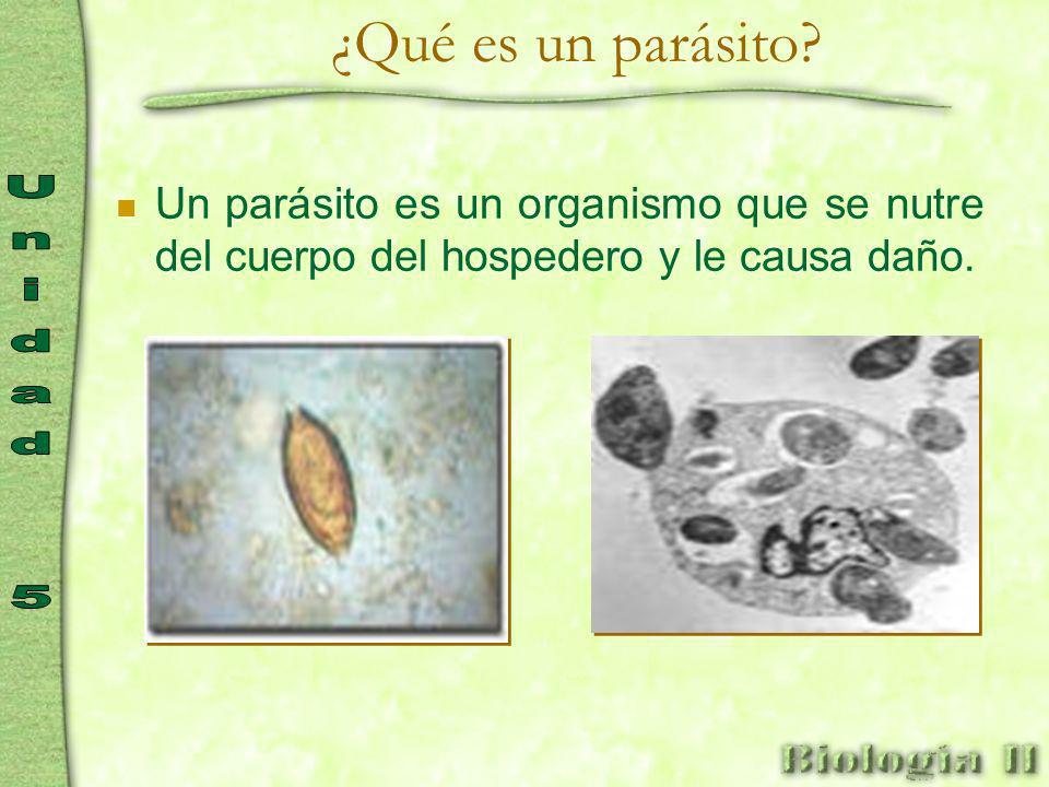 infecciones parasitarias en humanos ppt